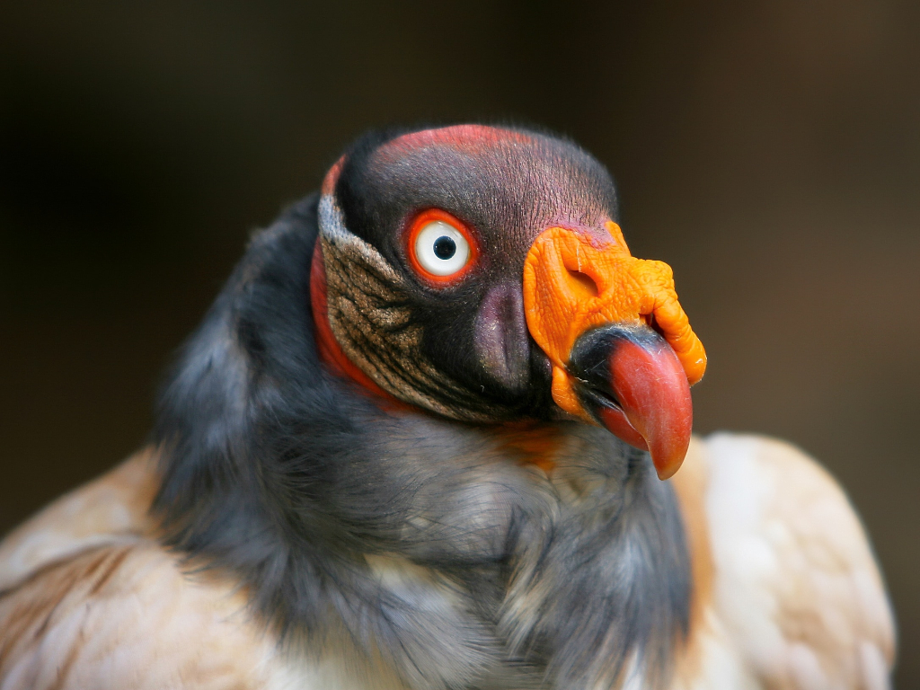 Has Customer Experience Gone The Way Of The Dodo Bird?